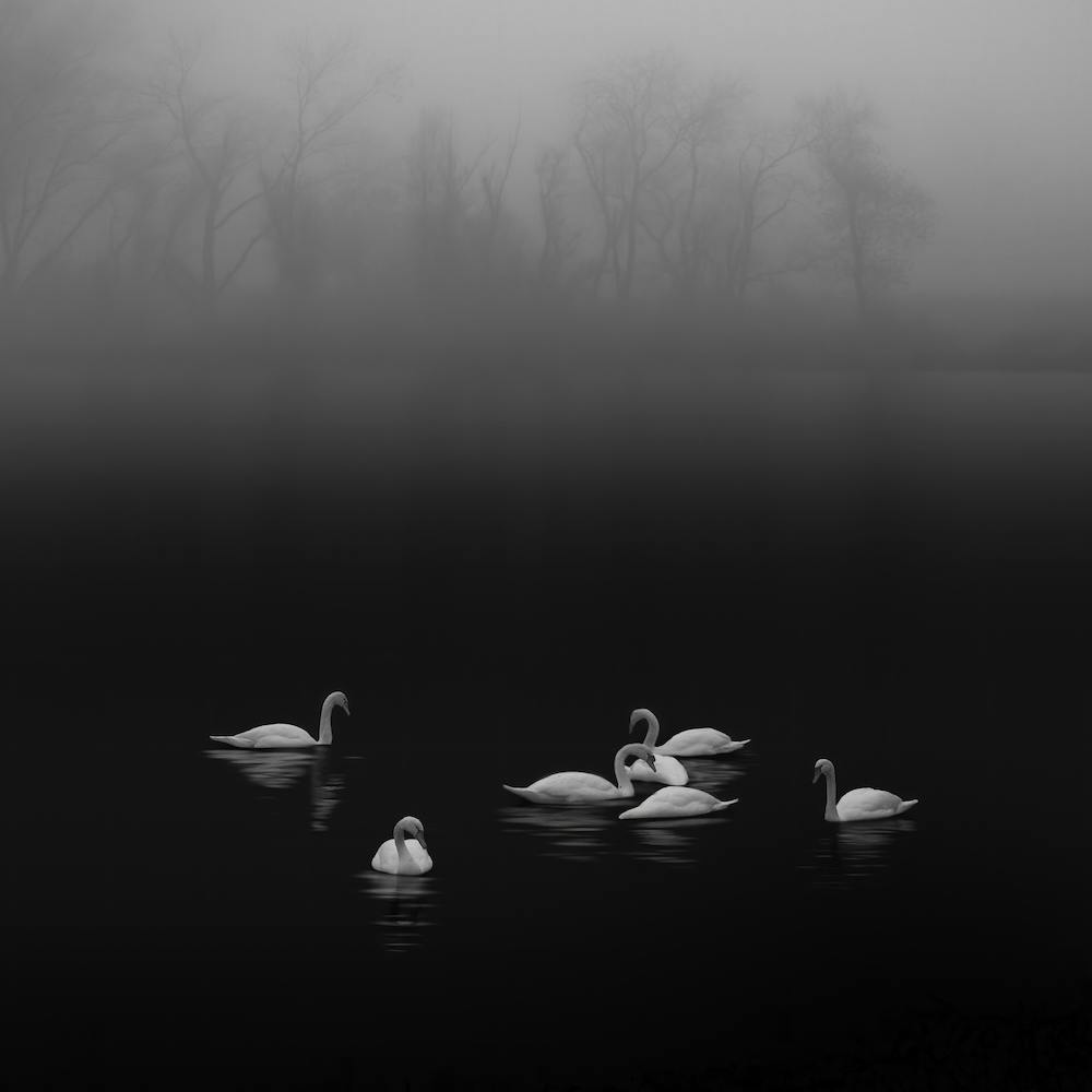 Swan Lake Foggy Morning