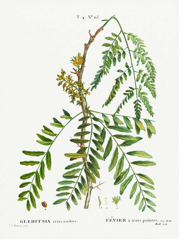Honey Locust, Pierre Joseph Redoute
