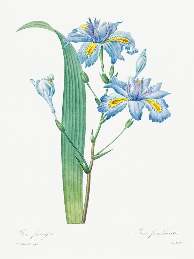 Shaga, Pierre Joseph Redoute