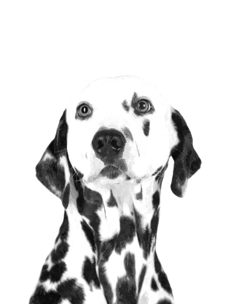 Black and White Dalmatian