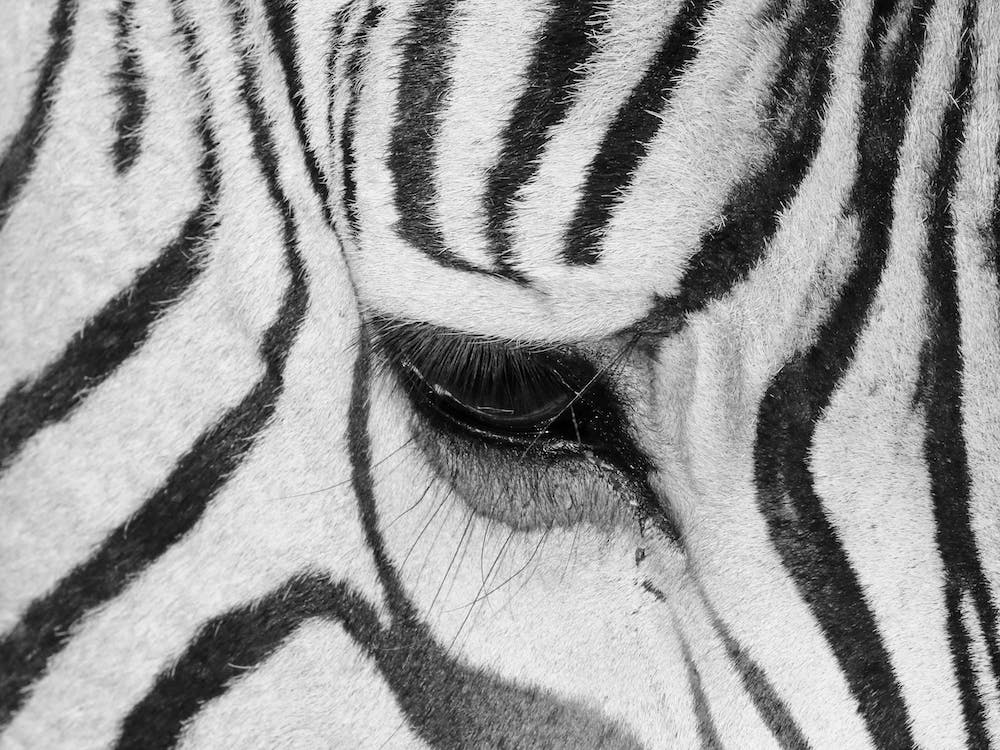 Zebra Dream