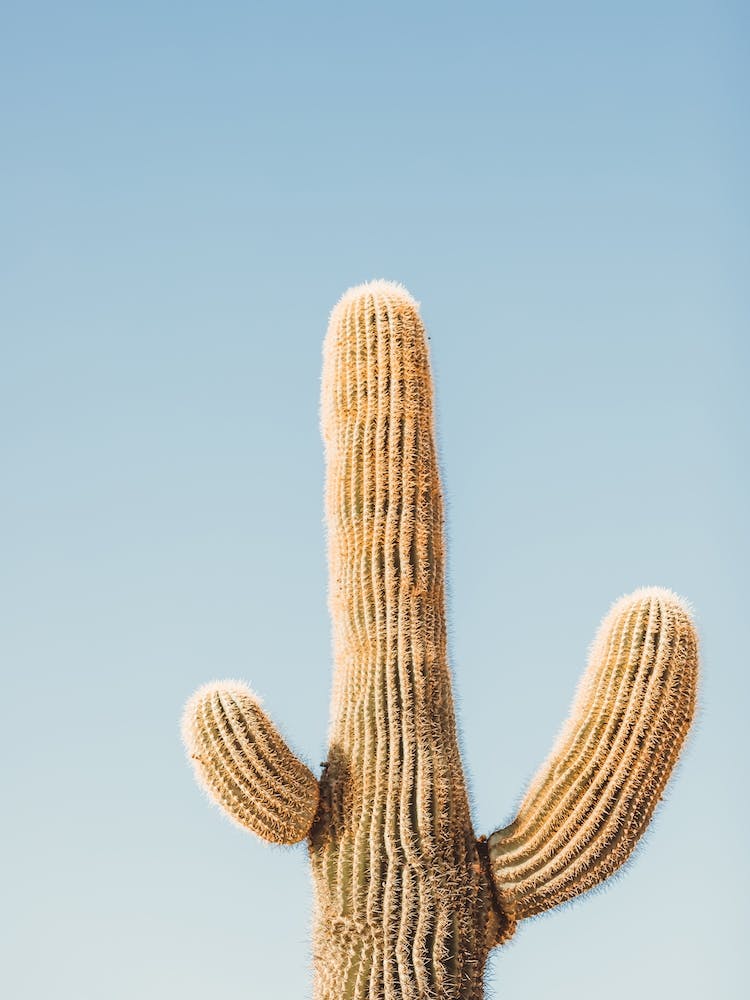 Classic Saguaro Cactus