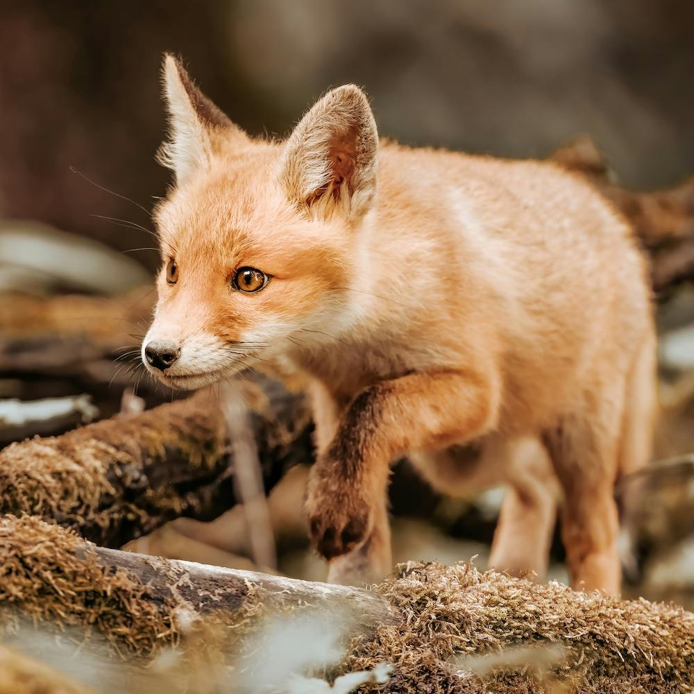 Red Fox Cub 1