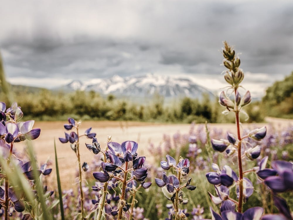 Purple Wildflowers