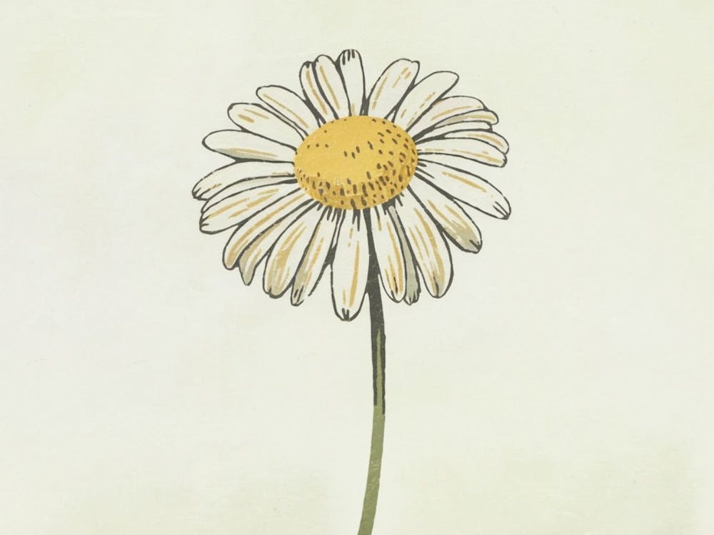 Simple Daisy Charm - Classic Botanical Flower Illustration