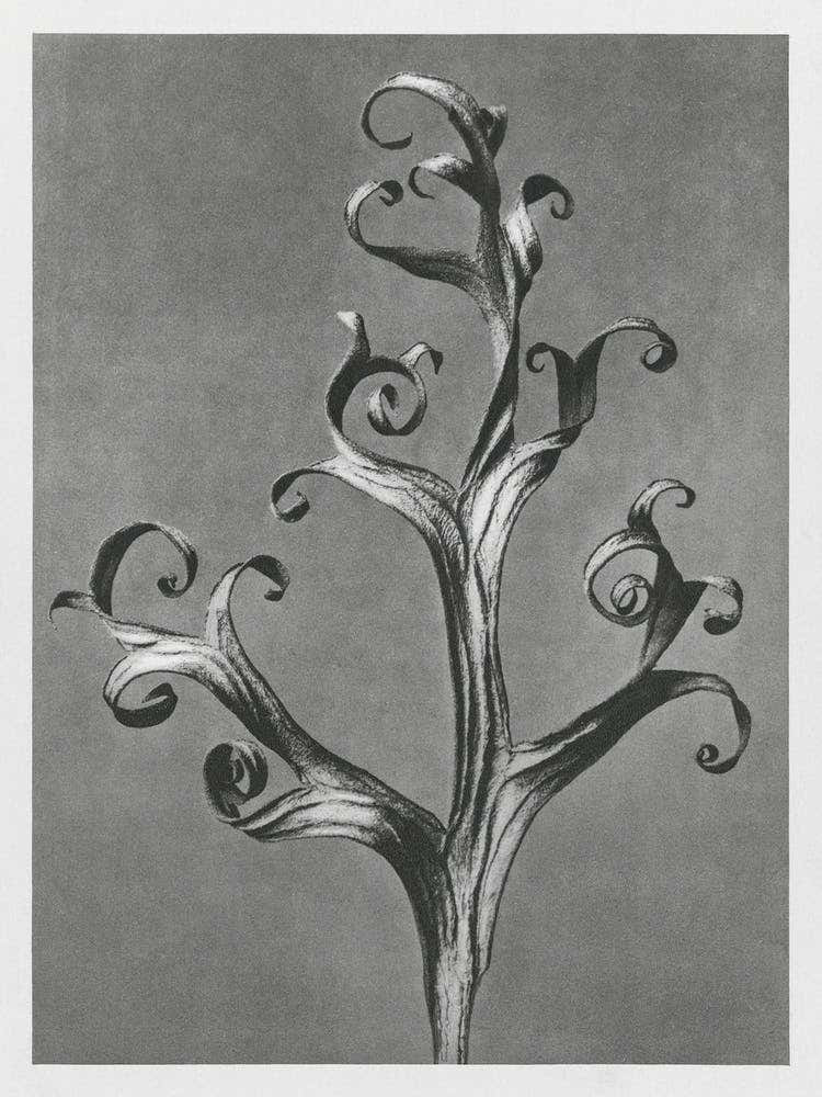 Larkspur (1928), Karl Blossfeldt