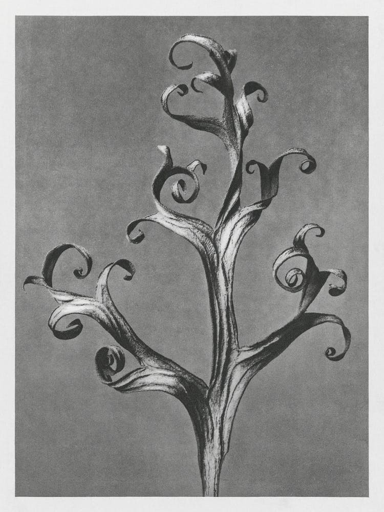 Larkspur (1928), Karl Blossfeldt