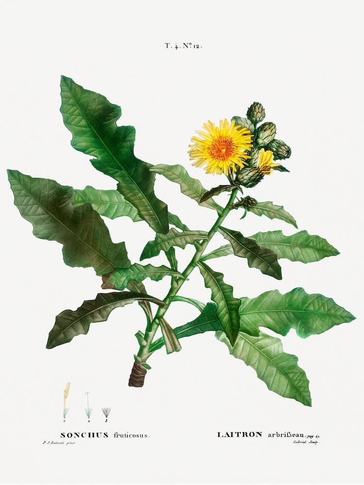 Sow Thistle, Pierre Joseph Redoute