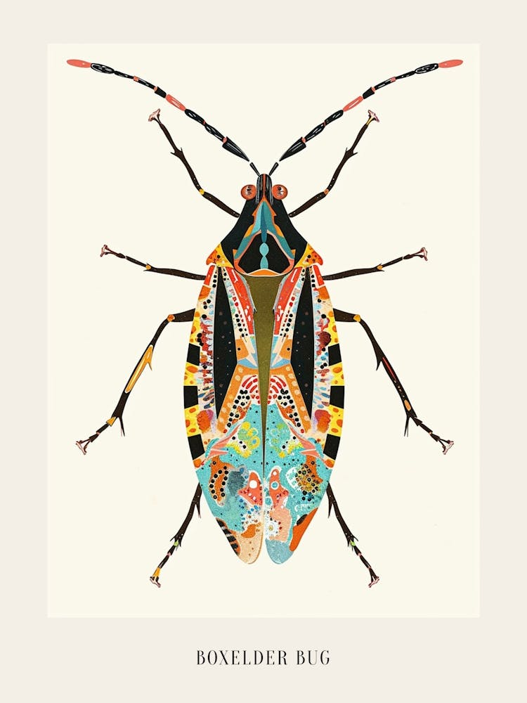 Colourful Insect Illustration Boxelder Bug 12 Poster