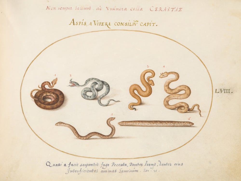 Animalia Qvadrvpedia Et Reptilia, Joris Hoefnagel (8)