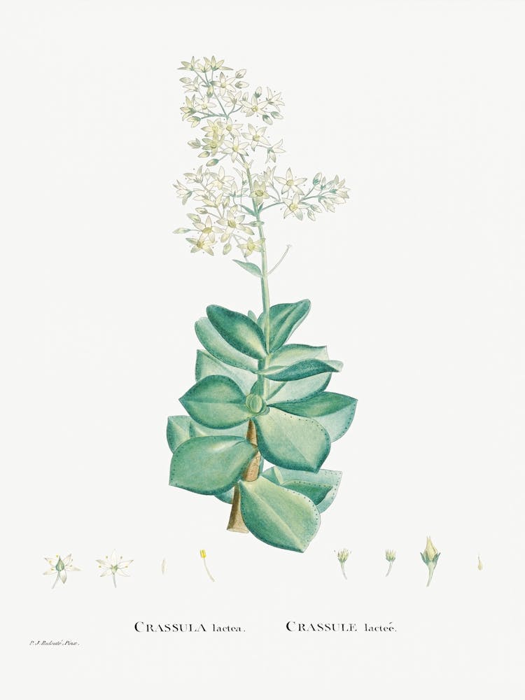 Crassula Lactea, Pierre Joseph Redoute