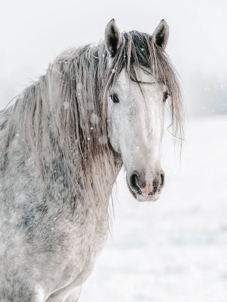 Cheval d'Hiver Gris