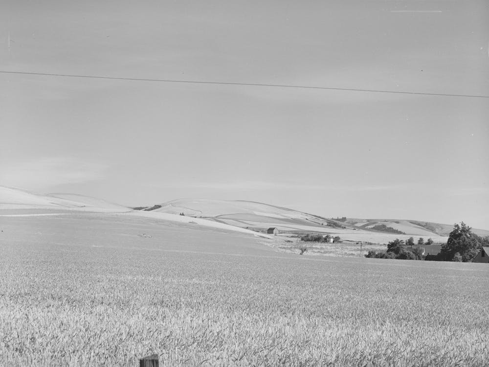 Farmstead And Wheat Land, Walla Walla County, Washington By Russell Lee