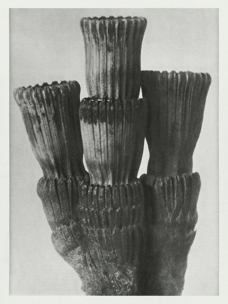 Winter Horsetail (1928), Karl Blossfeldt 1