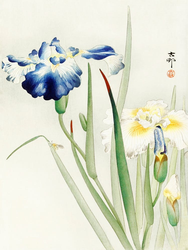 Irises (1900 1936), Ohara Koson