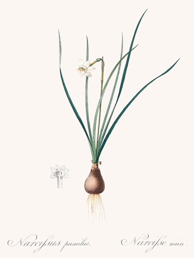 Daffodils Illustration From Les Liliacées (1805), Pierre Joseph Redoute