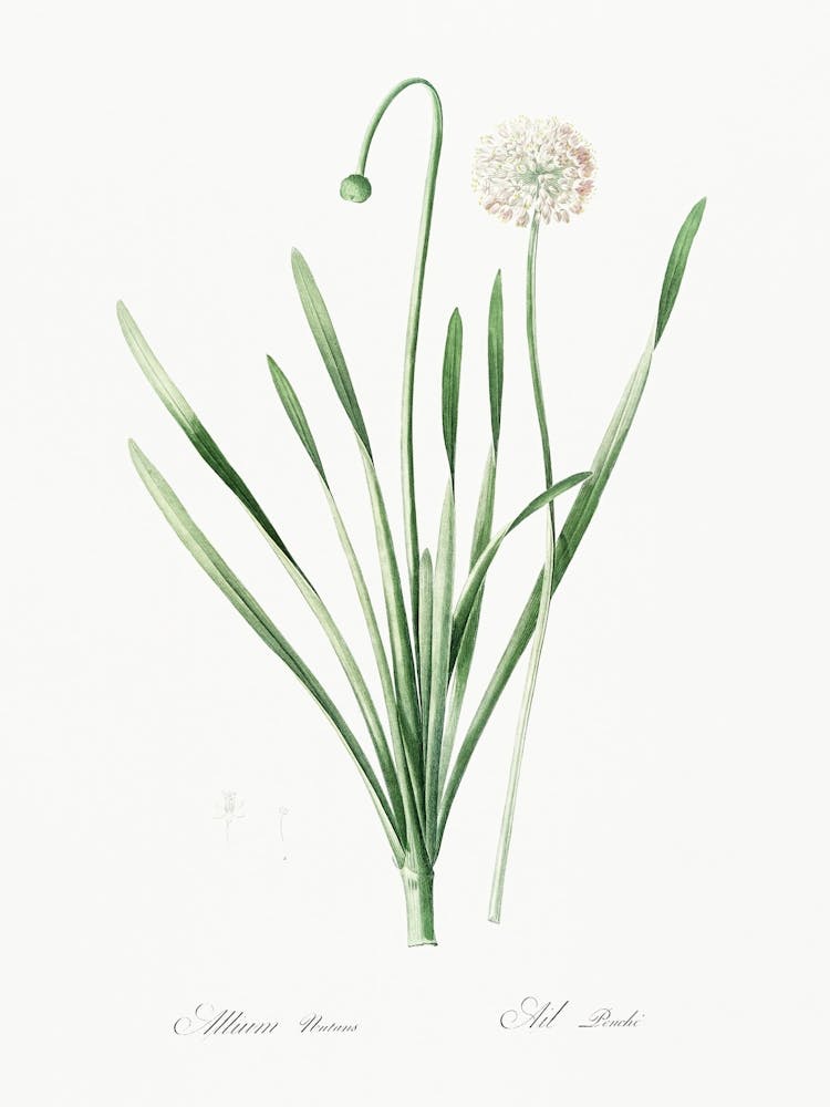 Blue Chives, Pierre Joseph Redoute