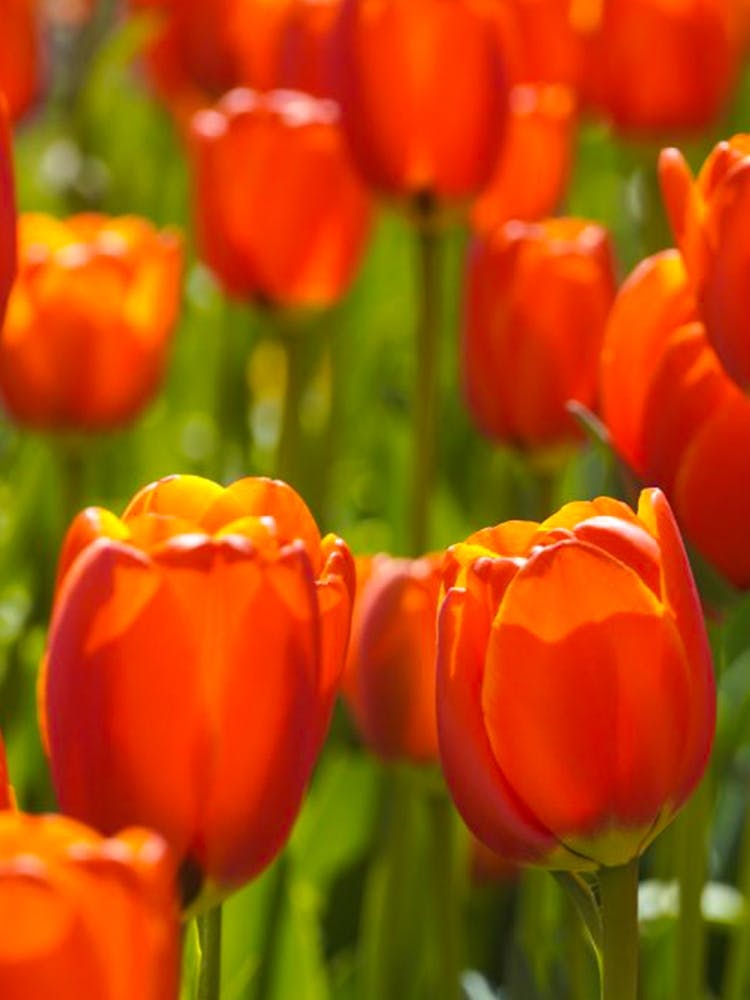 Red Tulips