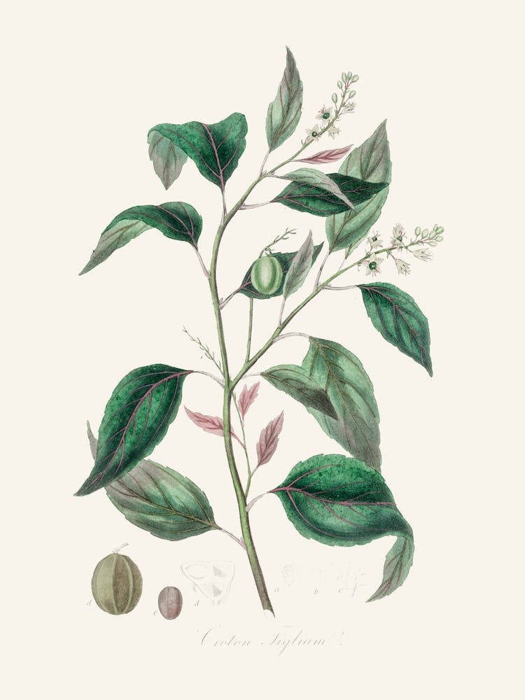 Vintage Botanical John Stephenson and James Morss Churchill_2731689