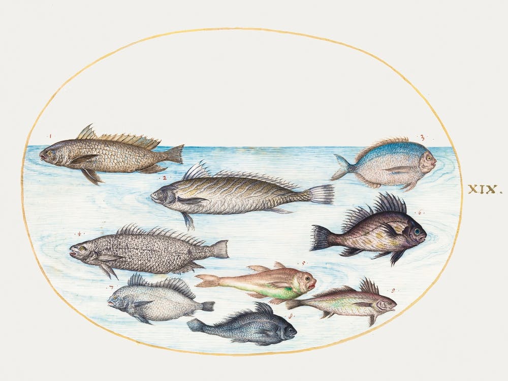 Damselfish And Other Fish (1575–1580), Joris Hoefnagel