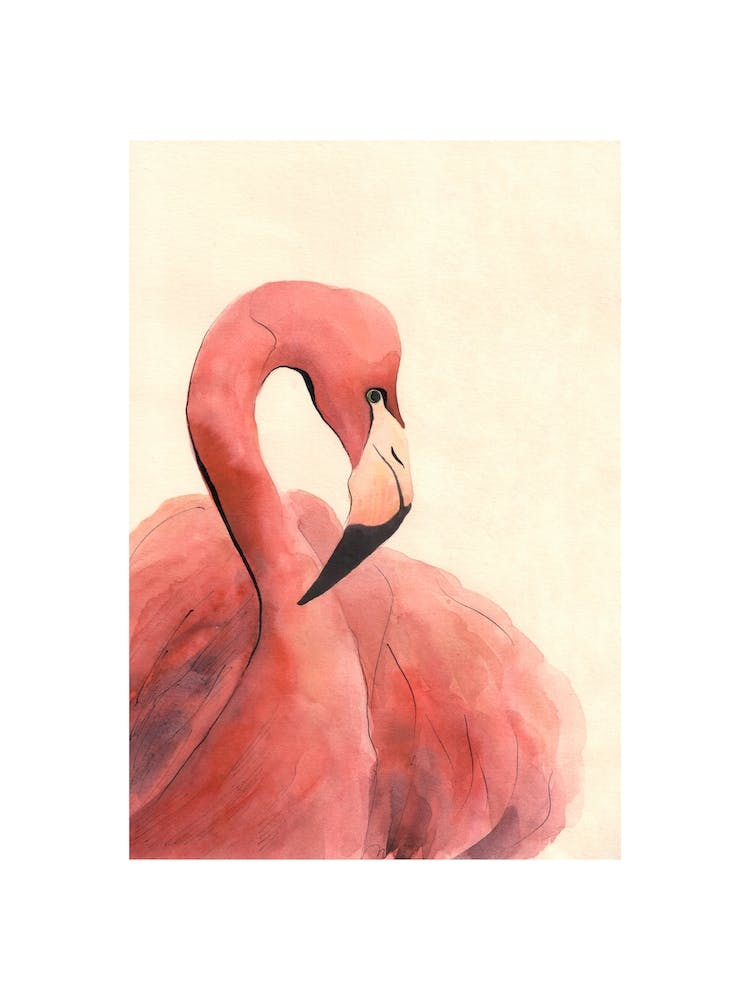 Flamingo