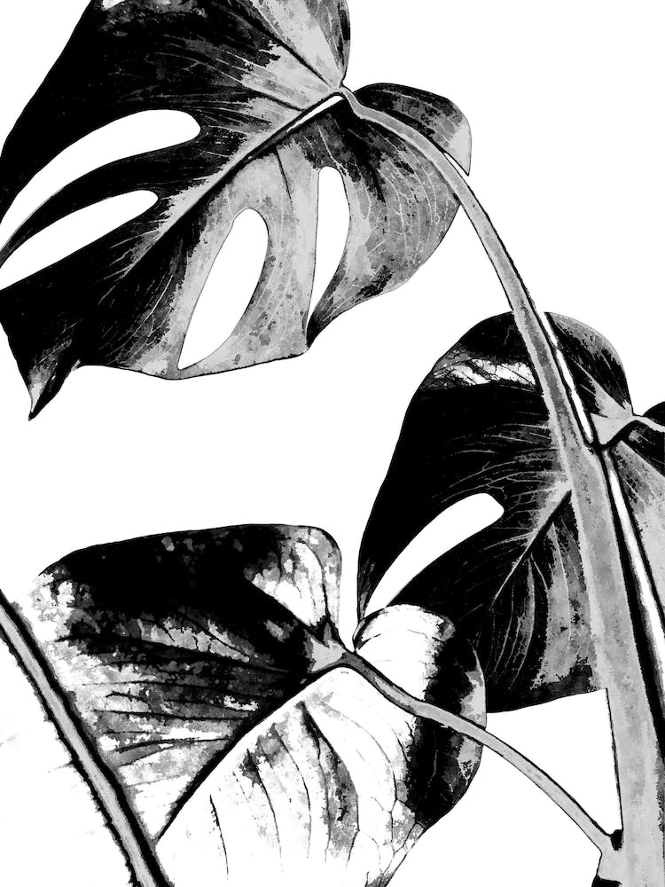 Black and White Monstera Leaves Illustration