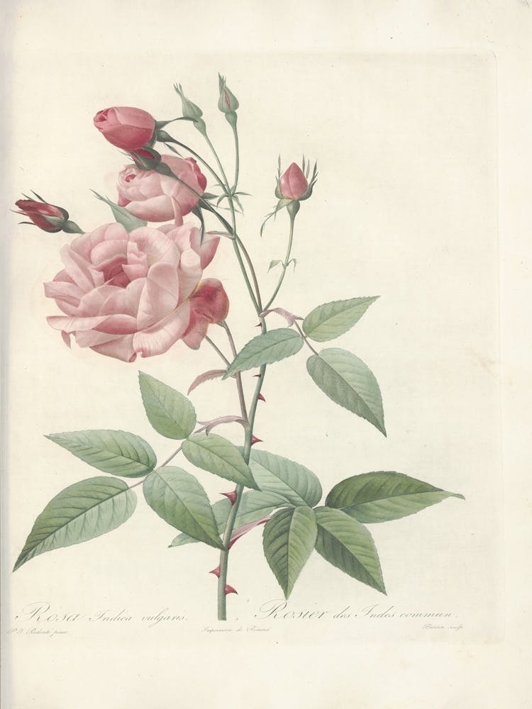 Rose Illustration, Pierre Joseph Redoute (29)