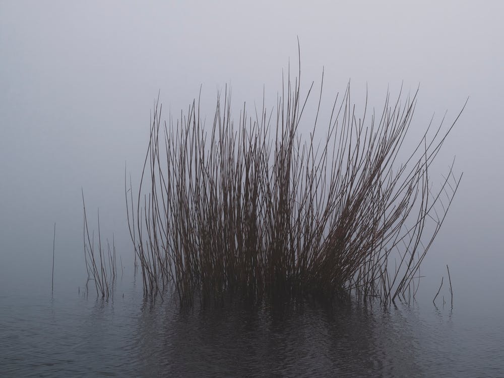 Shapes In The Mist
