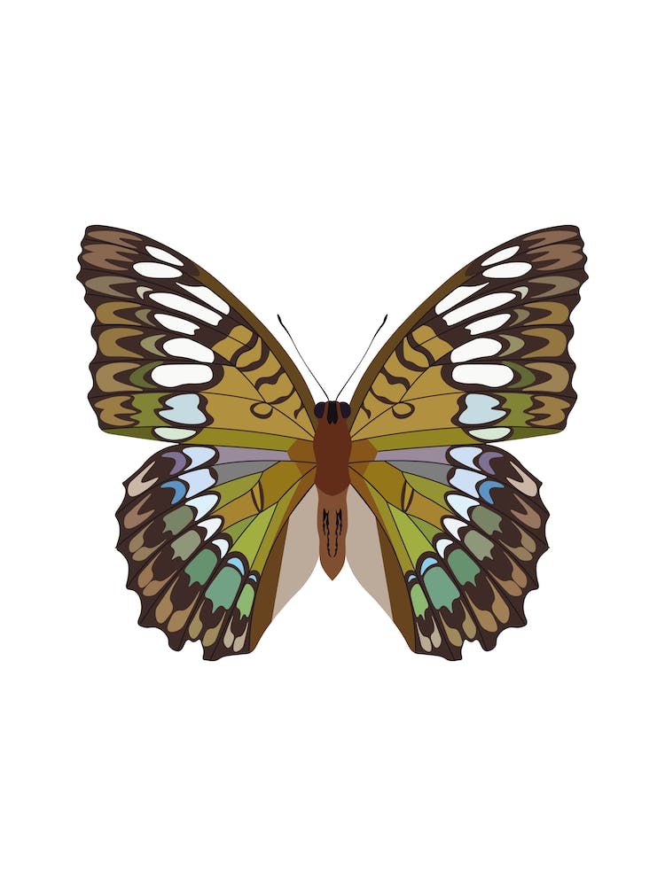 Riodinidae Butterfly