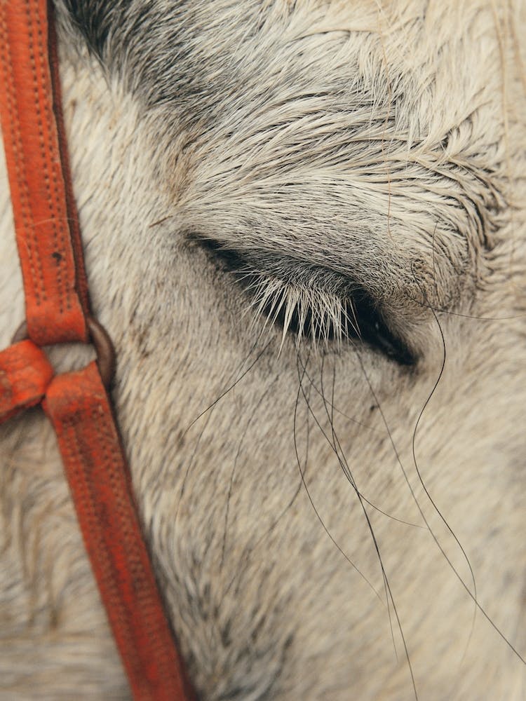 Closeup Of Horse Lashes