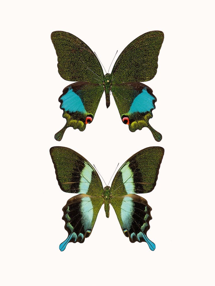 Butterflies II