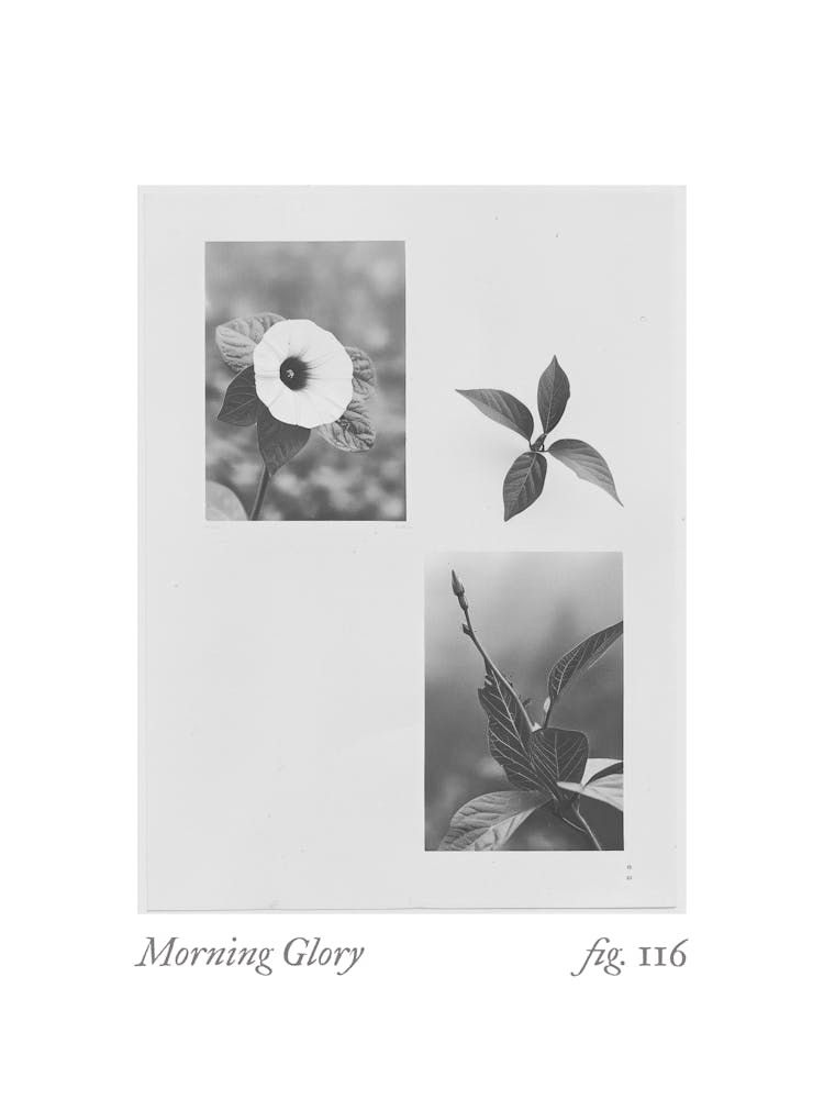 Prunkwinde Botanische Collage 2