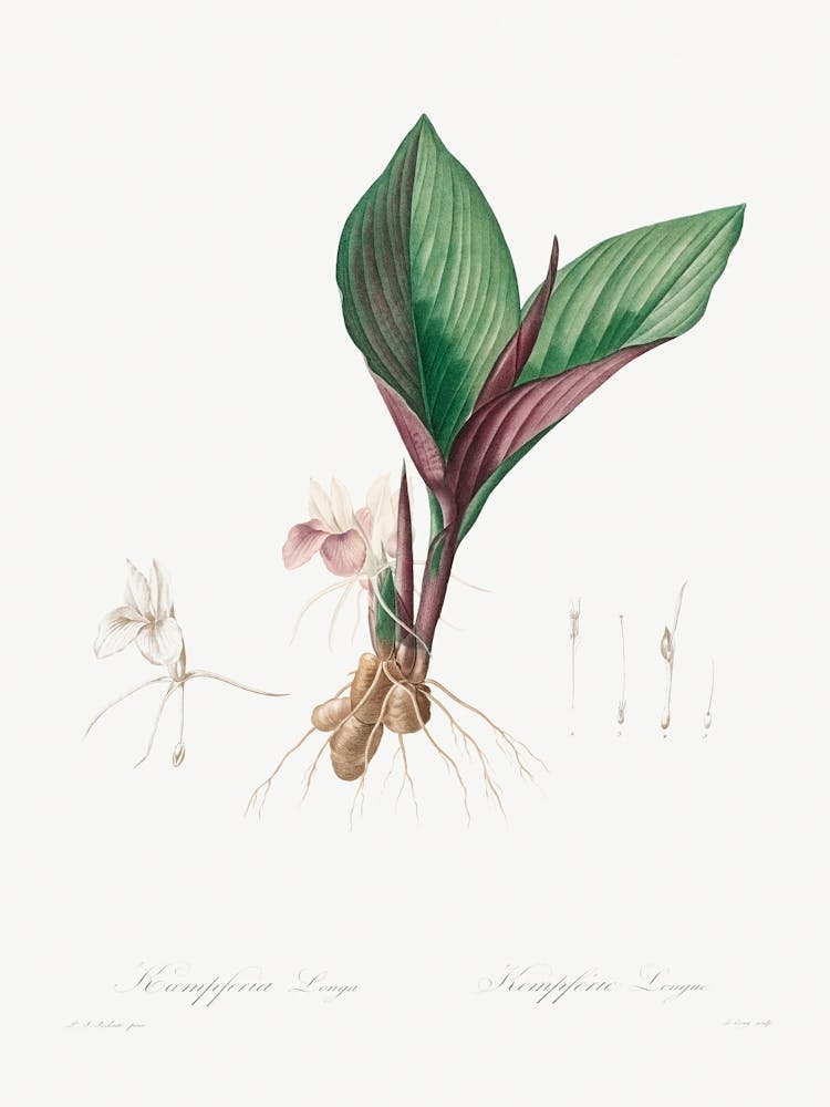 Kaempferia Longa (1802–1816), Pierre Joseph Redoute