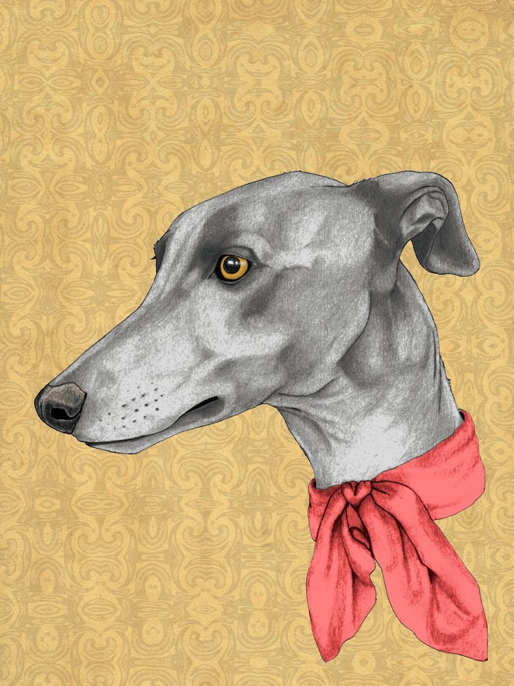 Greyhound With Scarf