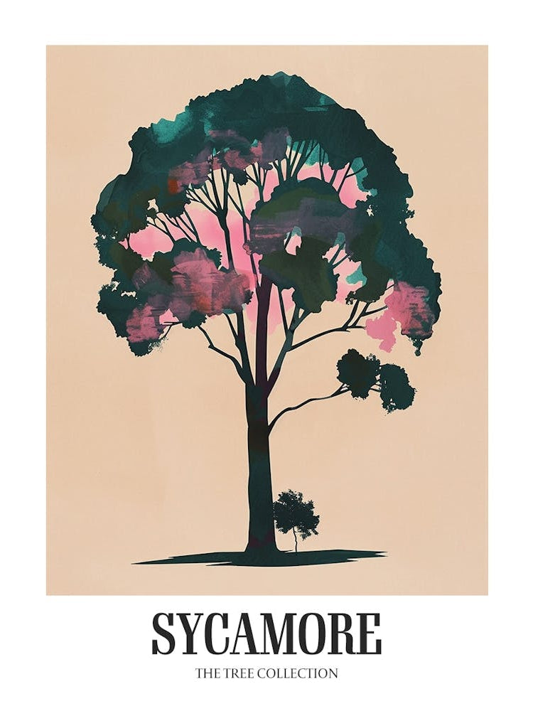 Sycamore Tree Colourful Illustration 1 Poster