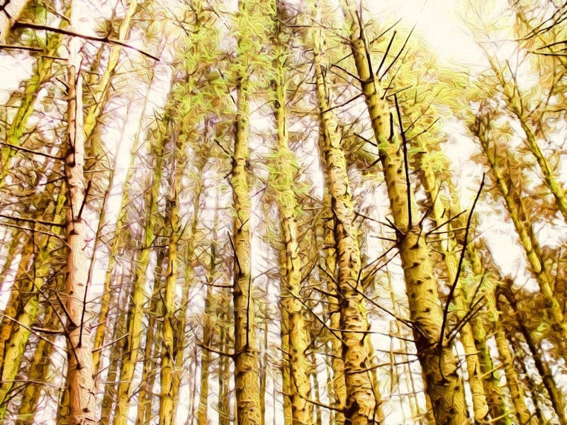 Woodland