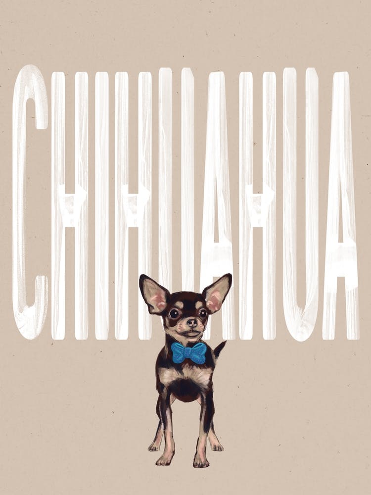 Chihuahua Dog