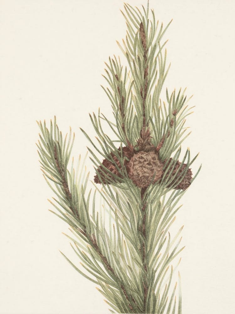 Pine Cones 1