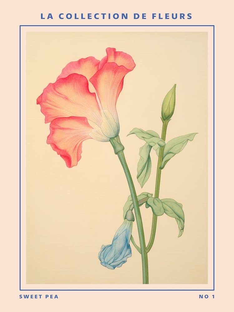 Sweet Pea French Flower Botanical Poster