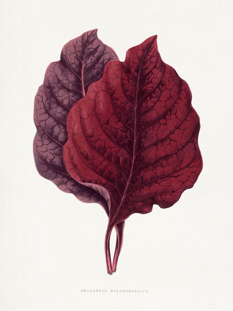 Vintage Botanical _2643241