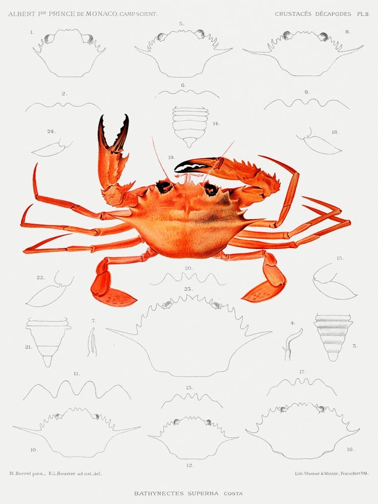 Westafrikanische Brachyuran-Krabbe, Bathynectes Piperitus Vintage-Illustration aus Résultats Des Campagnes Scientifiques von Albert I