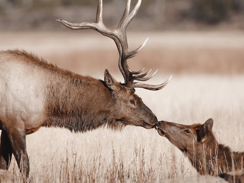 Kissing Elk