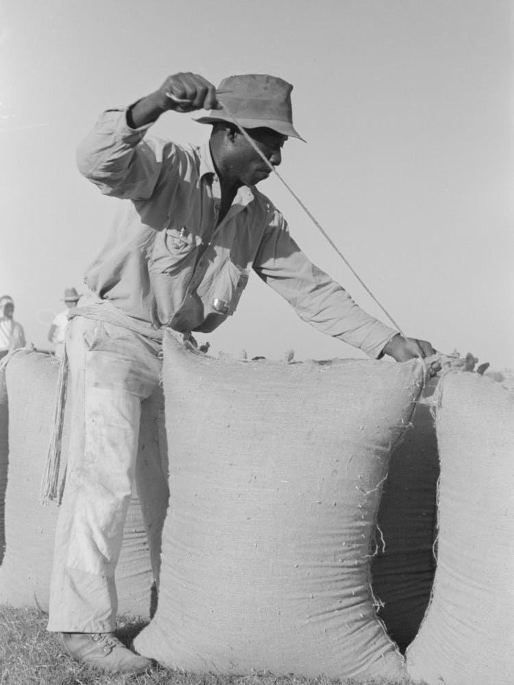 Sewing Bags Of Rice At Thresher Near Crowley, Louisiana By Russell Lee