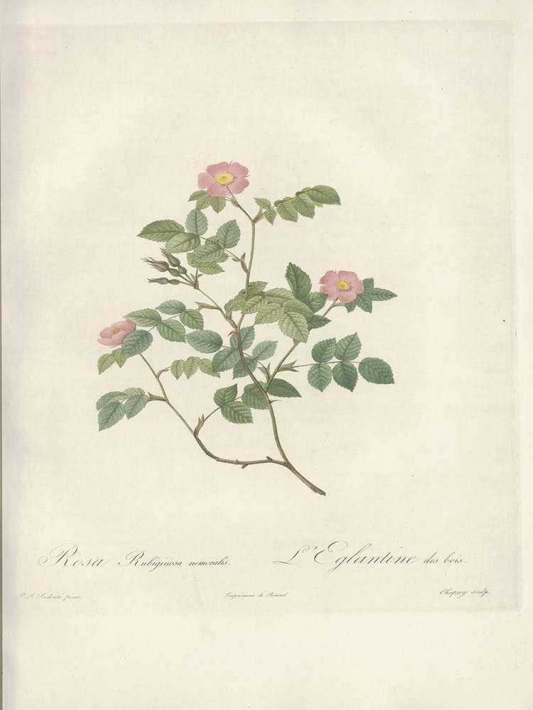 Rose Illustration, Pierre Joseph Redoute, Pierre Joseph Redoute(152)