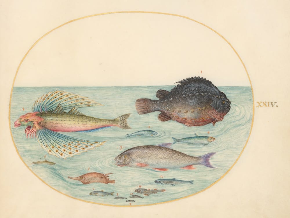 Animalia Aqvatilia et Cochiliata (c. 1575-1580), Joris Hoefnagel , 1