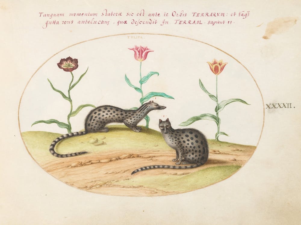 Quadervpedia Animaux et Reptiles, Joris Hoefnagel (13)