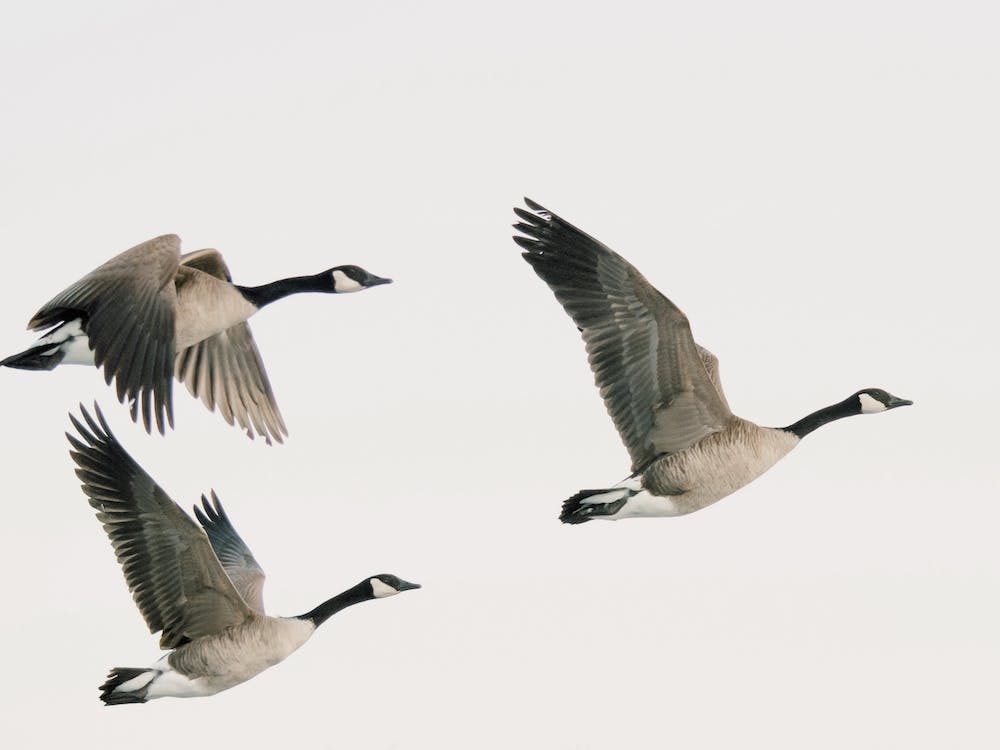 Canadian Geese