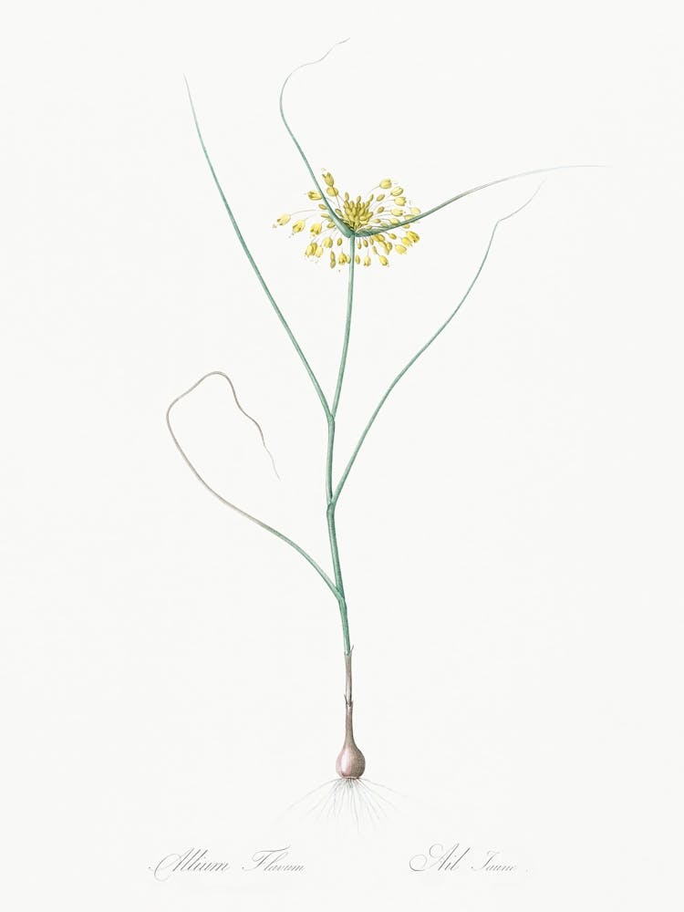 Illustration d'un petit oignon jaune tirée de Les Liliacées (1805), Pierre Joseph Redoute