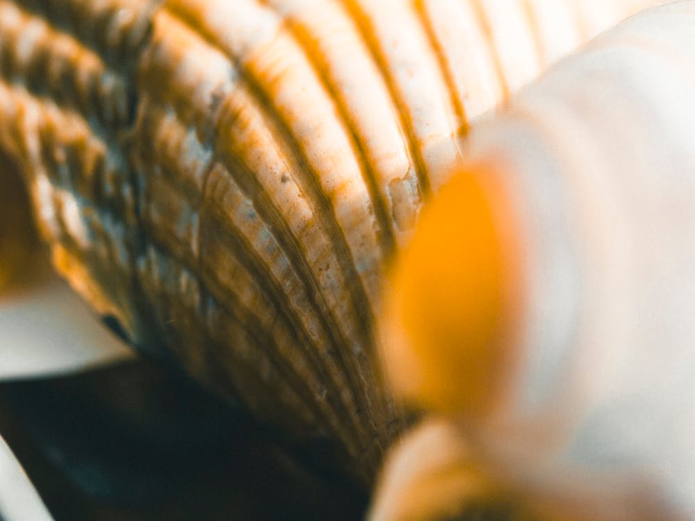 Close Up Of Seashells