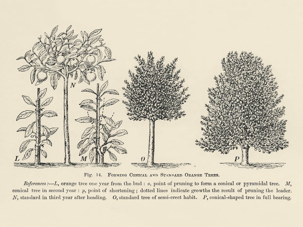 Vintage Illustration Of Trees Pruning, John Wright